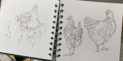 How to Draw Chickens!