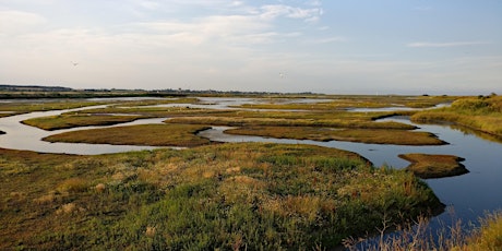 RSPB - Explore Havergate Island  primary image