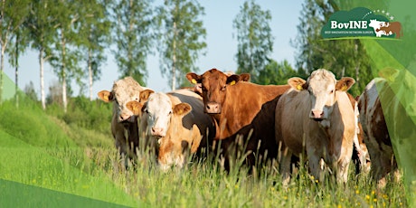 Improving the sustainability of your beef farm: lessons from across Europe