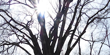 The Trees of Fraser Preserve  primary image