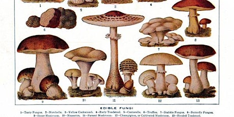 Mushroom Cultivation Workshop primary image