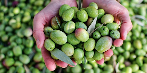 Venez découvrir les huiles d’olive chiliennes - Dégustation professionnelle