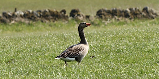 The Less Fashionable Goose and Migrant Challenges