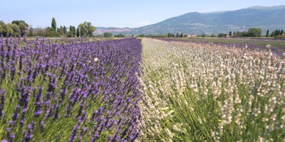 Festa della lavanda di Assisi giugno e luglio 2018 Festa della lavanda di Assisi giugno e luglio 2018