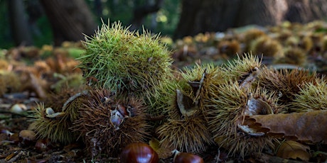 Hauptbild für Herbst/Winterfotografie