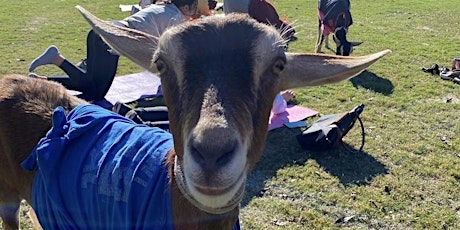 Goat Yoga in the 305 at Evelyn Greer Park