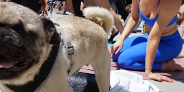 Pug Yoga & Adoption Event