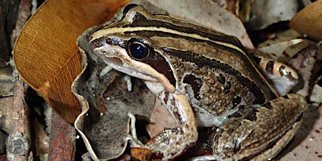 FrogID: informing frog conservation through citizen science