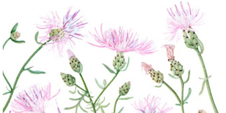Botanical Watercolor in Winter with Kathie Miranda (ONLINE)
