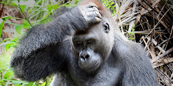 What works - and doesn't work - in conservation?