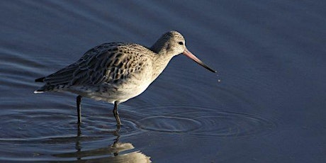 Birds of Dublin Bay with Niall Hatch  primärbild