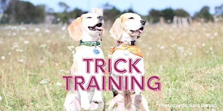 Dog Handling 101: Trick Training primary image
