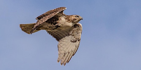 Hawk Tales: Birds of Prey!