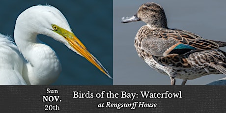 Hauptbild für "Birds of the Bay: Waterfowl" at Rengstorff House