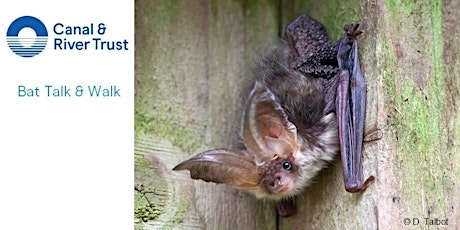 Let's go Batty! Bat Walk & Talk - Greenberfield, nr Barnoldswick