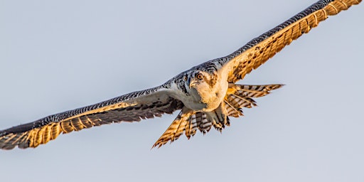 Osprey migration