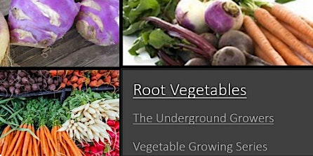 Root Vegetable Growing- Underground Growers in the