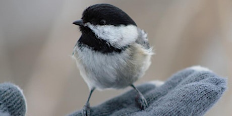 Beginner Birder Trip – Mendon Ponds Park Songbird Trail