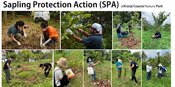 Sapling Protection Action at Kranji Coastal Nature Park (Nov 2022)
