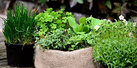 HERB WALK & TALK PATRIZIA'S HERB GARDEN primary image