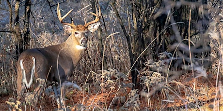 Whitetail Night and Christmas Party 2017 primary image