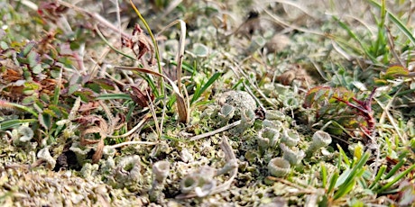 Tywyn Llyn - Discover Lichens – guided walk primary image
