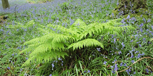 Around Britain in 20 ferns and their allies 2023 ONLINE