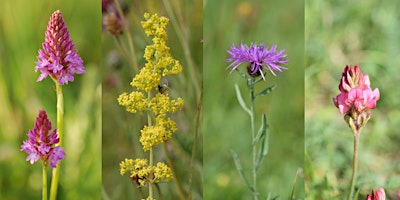 Hauptbild für Grassland Plant Identification and Survey