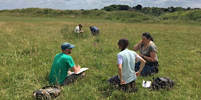 Primaire afbeelding van Midsummer Grass Identification