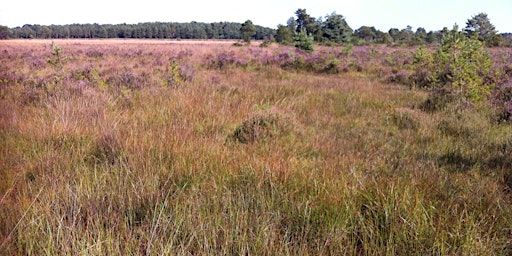 Imagem principal do evento Heathland, Acid Grassland and Bogs - Habitat Survey and Assessment