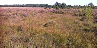 Imagem principal do evento Heathland, Acid Grassland and Bogs - Habitat Survey and Assessment