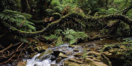 Image principale de Save our Urban Forests: Save Sydney