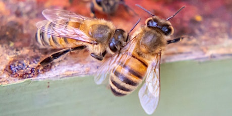 Heart of Virginia Beekeepers 1st Annual Conference primary image