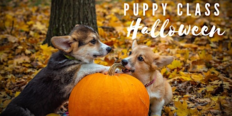 Immagine principale di Halloween puppy class 