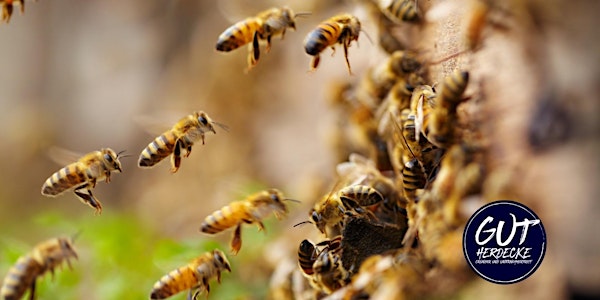 Was können wir von Bienen lernen? | GUT Herdecke im Oktober