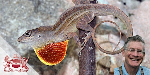 Lizard Evolution in Real Time: Field Experiments on Evolutionary Process