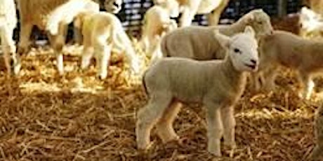 Lambing Day Spring 2018 primary image