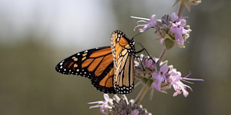 Sunrise Monarch Count Training with Richard Rachman and the Xerces Society