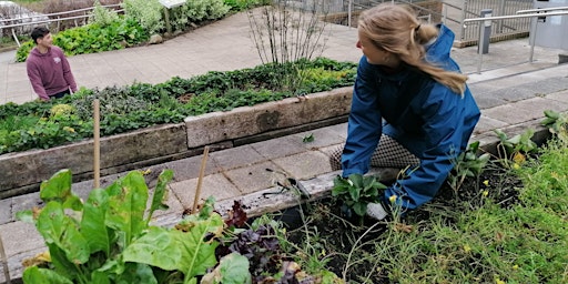 Tyfu Tawe/Gardening Sessions - Swansea Singleton Campus primary image