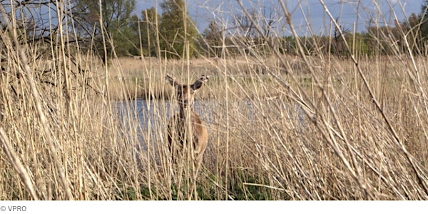 Tegenlicht Meetup Den Haag Hoe duur is de natuur