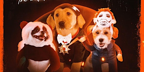 Halloweenie - Puppy Costume Contest