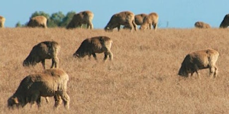 Managing Parasites & Disease This Summer - Rutherglen primary image