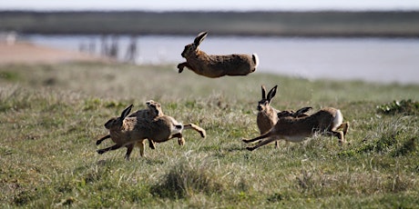 RSPB - Havergate's Hares primary image