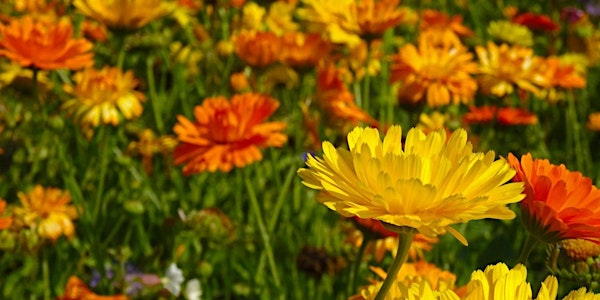 Homeopathy at Home: Remedies for your Winter Kit