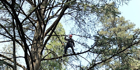 Immagine principale di Corso Tree Climbing 2018 