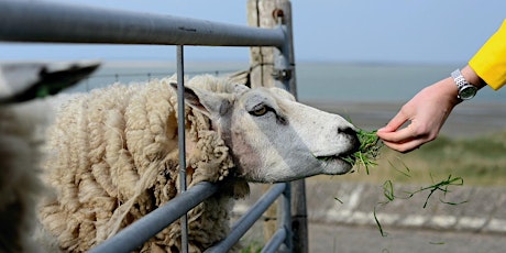 Feeding for Success: Nutritional Considerations for Small Ruminants