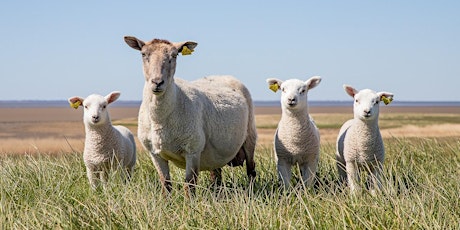 Getting Off to the Right Start:Small Ruminant Health and Lambing/Kidding