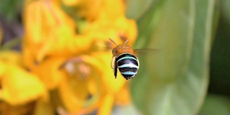 Bee for biodiversity primary image