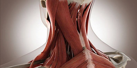 Image principale de Anatomie Palpatoire - Séance d'information Gratuite