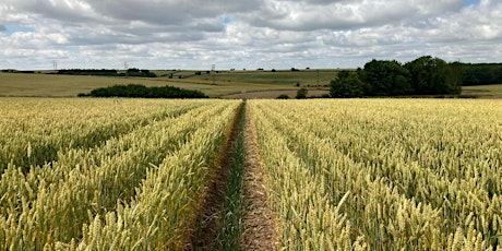 Imagem principal de Emerging contaminants in the agro-ecosystem